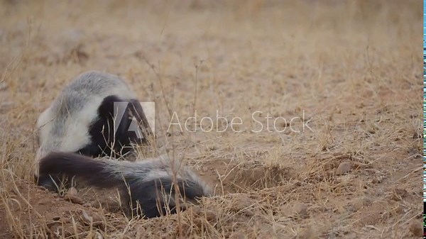 Honey badger digging burrow in slow motion on dry savanna ground, while a second honey badger approaches from behind, showing natural behavior, foraging, and burrowing instincts.