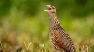 Highest number of corncrake territories in 25 years