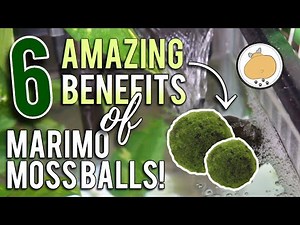 6 Amazing BENEFITS of MARIMO MOSS BALLS! | Aquarium/Fish How-to 🐟