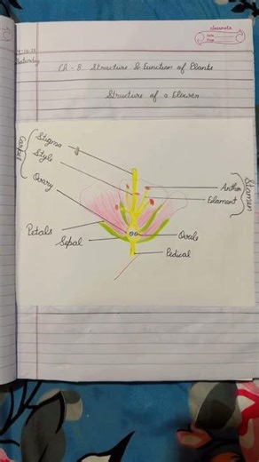 Diagram of Structure of a Flower