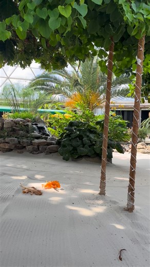 Living with the Land at Epcot has started the transformation into a beautiful, naturalistic Christmas display, incorporating vibrant holiday lights, garlands, and festive accents that perfectly complement the greenhouse’s diverse array of global produce. This unique seasonal overlay offers guests a charming, educational, and visually stunning journey through the future of farming, all while basking in the glow of the holidays. #LivingWithTheLand #EpcotHolidays #GreenhouseChristmas #Disney | Chip