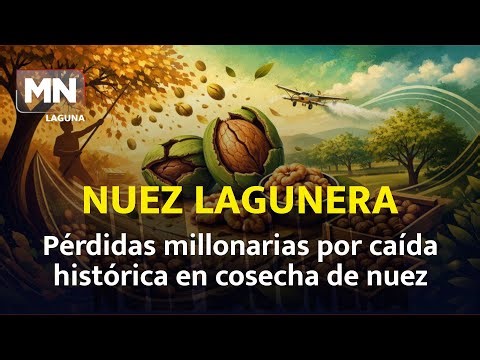 This is how walnuts are harvested in La Laguna despite the weather