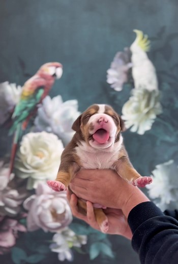 Voilà à quoi ressemble un chiot de 12 jours de 2kg 😱💪🏼 #pourtoi #puppy #love #tricolor #americanbullyxl #bossykennels #dog #baby #americanbullyxxl