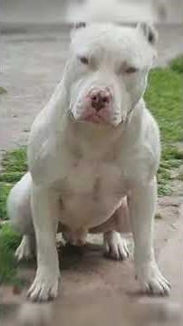 All types of white Pitbulls