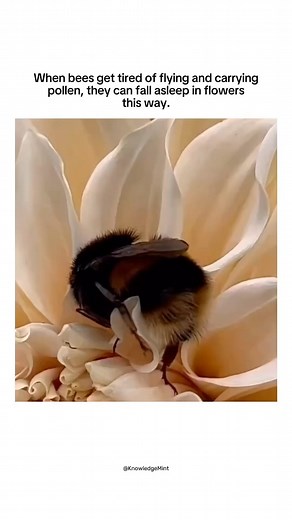 Bee Totem Spirit 🐝 🤍 All creatures great and small are of divinity. Bees are linked with rejuvenation, divinity, and the mysteries of the natural world. They’re viewed as divine messengers navigating between the physical and spiritual realms, and are associated with life’s sweetness. 🐝♥️ * * * * * * * * * * * * * * * ** * * * * * * * * * * * * * * * “Some bee species, particularly male bees, sleep in flowers. Male bees don’t have a nest to return to, so they find a flower to rest on. Some bee