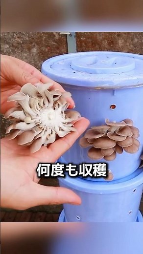 バケツひとつでできる家庭きのこ栽培