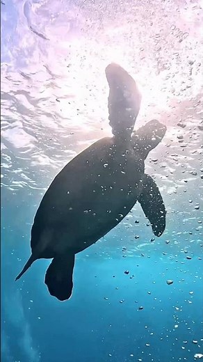 🐢🪽アオウミガメの息継ぎ❣️日本のウミウシの聖地❣️毎ダイブアオウミガメが見れるここは八丈島！