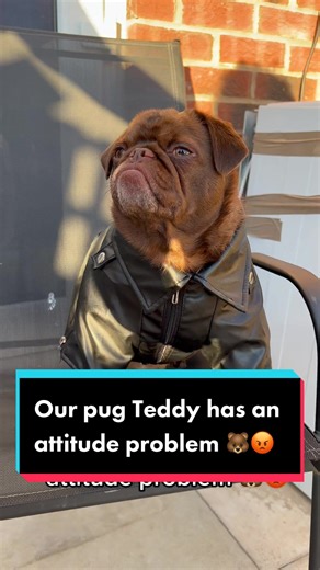 ChilliThePug on TikTok