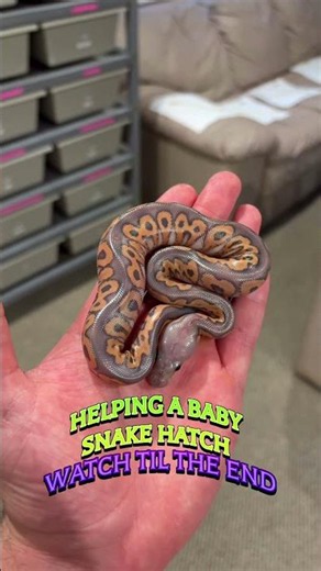 Helping a Baby Ball Python Hatch😍🐍