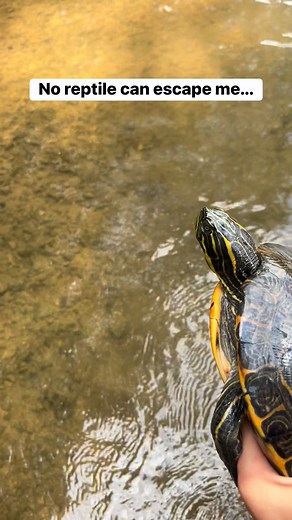 2.6K views · 15 reactions | Biggest slider I’ve ever caught! #reptiles #turtle #reels #trend #outdoors #viral #trending | East Alabama Reptiles | Facebook