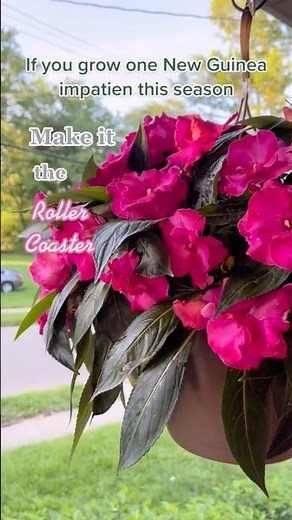 New Guinea impatiens are so easy to grow! #gardening #flowergarden #gardeningtips #impatiens ￼￼
