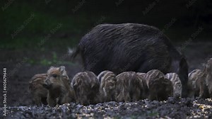 Herd of wild hogs feeding in the forest Stock Video