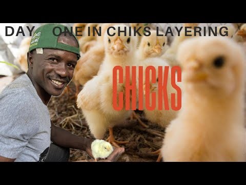 How to Brood Day-Old Chicks: Feeding, Warming and Starter Guide