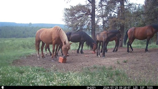 Braveheart with Goliath. | Help Alberta Wildies Society