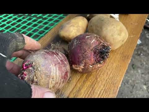 Cooking Off-Grid in Winter: Real Food on an Outdoor Fire 