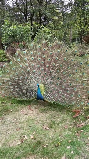 Don’t Mess With This Angry Peacock! 🦚🚫