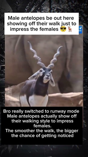 Male antelopes be out here showing off their walk just to impress the females