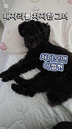 니가가라 #강아지 #댕댕이 # 강아지일상 #귀여움 #힐링