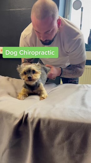 #chiropractic #dogsoftiktok #usa_tiktok #foryoupage #doglover | dog chiropractor