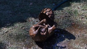 Pangolin, Erizo, Animal