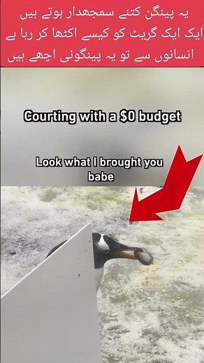 Pigeon Shot – Real Hunting Video