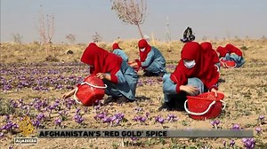 Afghanistan’s women in agriculture face limitations and challenges