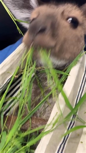 The festive season doesn’t hold off for sick animals. Noelle, the Joey kangaroo has been suffering with a severe chest infection. 24/7 around the clock triage, medication and lots of TLC have given her a fighting chance. Here is Noelle at @greencrossvets Woodend this morning. Our amazing vet Candice is happy with her progress. Noelle now has an appetite and seems happy with life. What a change in 7 days. You can do it Noelle. We love you! 🤞🤞🤞🤞❤️❤️❤️❤️ #care #respect #love #lovewhereyoulive #