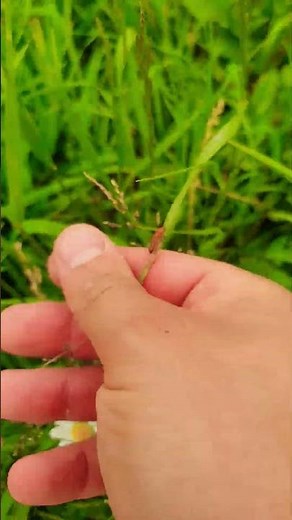 Un autre charancon de blé #agriculture #insectes