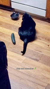 3M views · 41K reactions | Cat prank eps 2 #cat #funny #catfunny #reels #foryou | Quotes_Ternama | Facebook