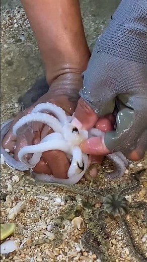 How to Clean an Octopus Step-by-Step