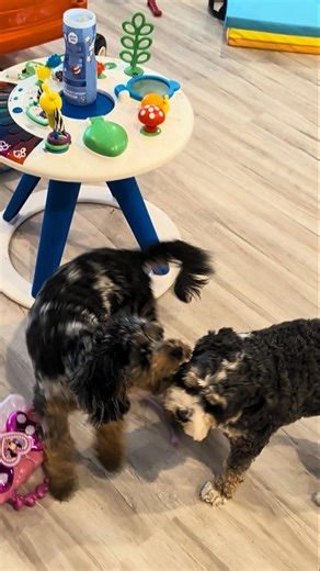 The Playtime Pest: Link’s Mission to Make Loki Play