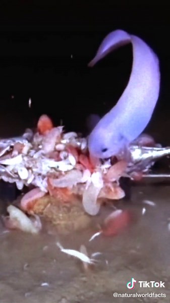 Mariana Snailfish: The Deepest Living Fish