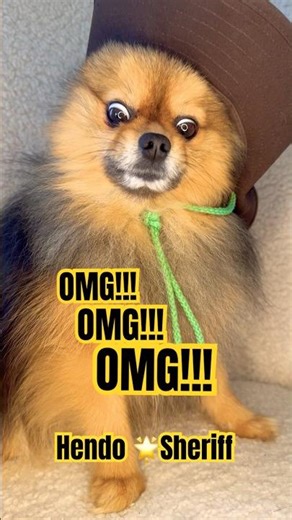 Pomeranian dog wants food #shorts #funny #cute #cutedog #dog #reels