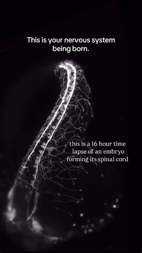 Md Masoom Raza on Instagram: "Neuron growth primarily happens through a specialized structure at the tip called the growth cone. This acts like a mobile sensor and engine that drives elongation. Key Stages and Mechanisms Neurogenesis (birth of new neurons): Neurons are produced from neural stem cells or progenitor cells, mostly during embryonic development (and limited in adults). This occurs in specific zones, followed by migration to their final positions. Neurite Outgrowth and Polarization: Y