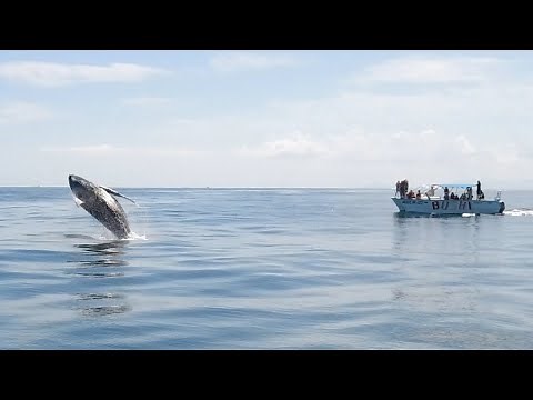 Whale Watching in Atlantic Ocean at Samana Bay | Trip to Punta Cana, Dominican Republic 2021