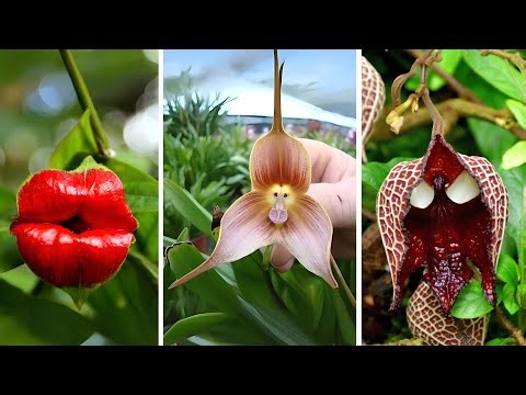 15 Rare Flowers That Look Totally Alien