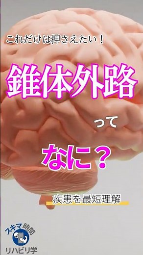 【基礎】錐体外路ってなに？ #理学療法士国家試験 #作業療法士国家試験 #理学療法士 #作業療法士 #基礎 #脳 #錐体外路