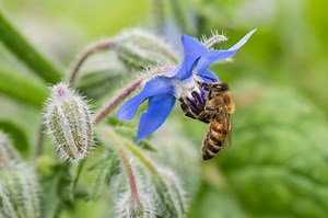 Bees feel the sting of climate change in east England