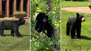 'A fed bear is a dead bear': St. Louis-area bear sightings pose dangers to both residents and bears