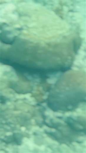 RvB (@kampong_pride)’s videos with Ocean - MBB