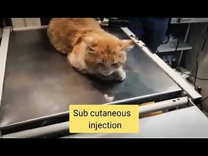 how to give subcutaneous injection to cats | giving injection to cat | injection tutorial