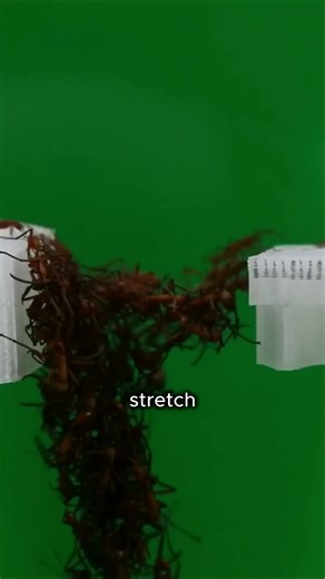 Living Ant Bridges: Nature’s Tiny Engineers!