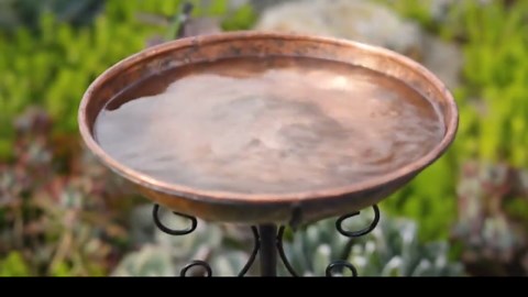 Hummingbird Bird Bath Garden Decor, Metal Stand Bird Feeder Bowl, Outdoor Garden Ornament, Succulent Garden Decor - Etsy