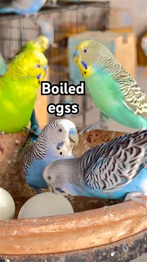 Budgie parrots enjoying boiled eggs in winters | Benefits of eggs for birds #birds #budgies