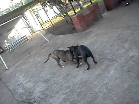 dog fight (pitbulls) blood everywhere