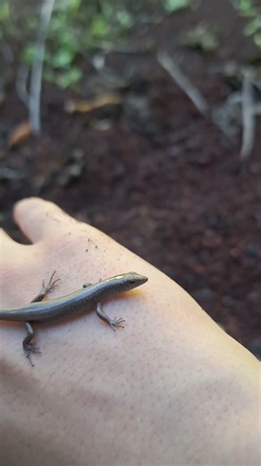 A very shiny skink #skink #reptile #lizard #nature #catchandrelease #viralshorts #viral #handcam