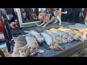 10 minutes of uncut rabbit hunting with beagles ￼