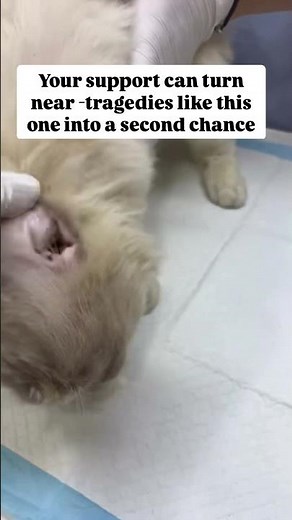 Update; From River to Rescue, A Story of Hope for This Ragdoll Cat.