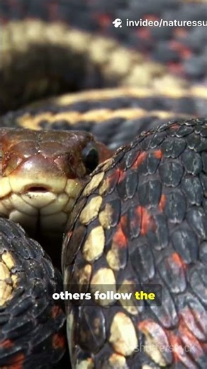 Scent and Survival: How Garter Snakes Choose Their Mates