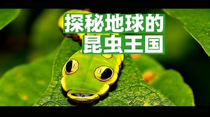 [中配]探秘地球的昆虫王国 - Free Documentary - Nature